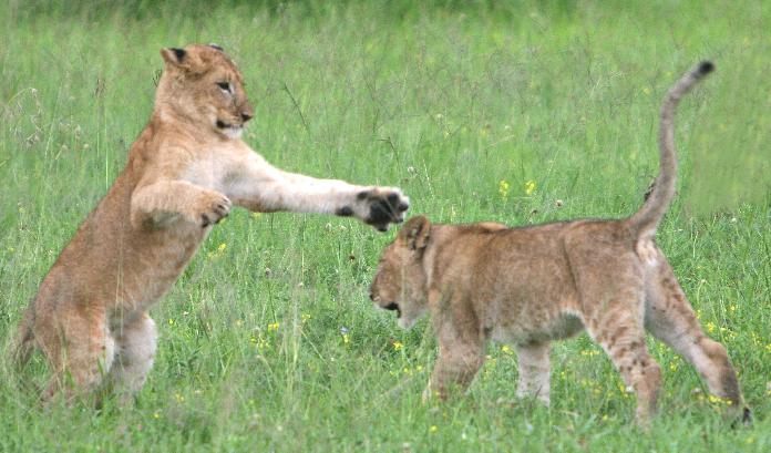 Lion cubs playing : Wikipedia