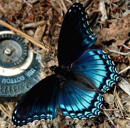 Monarch butterfly. blue-butterfly