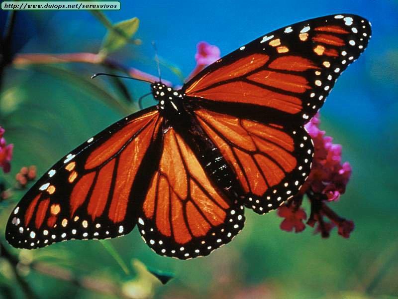 monarch butterfly tattoo. Monarch butterfly
