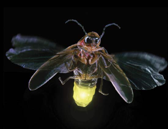 pictures of fireflies