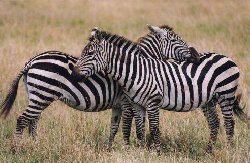 Zebra on African Zebra Wallpapers    High Definition Wallpapers Cool Nature