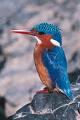 kingfisher1