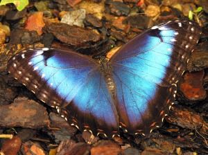 blue butterfly morpho