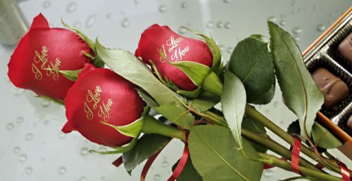 red_roses1